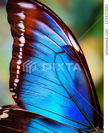 光滑閃亮的表面,如同閃蝶的翅膀。 光滑閃亮的表面,如同閃蝶的翅膀。 133437083