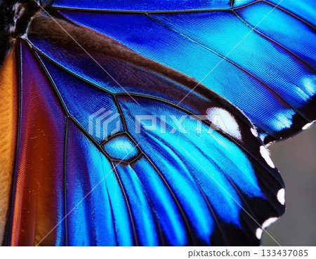 七彩蝴蝶 133437085