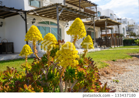 Bright yellow blooms adorn a tranquil garden near white adobe villas basking in gentle sunlight on a serene afternoon 133437180