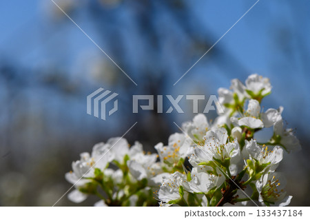 Blossoming pear flowers dance in the gentle spring breeze beneath a vibrant blue sky Blossoming pear flowers dance in the gentle spring breeze beneath a vibrant blue sky 133437184