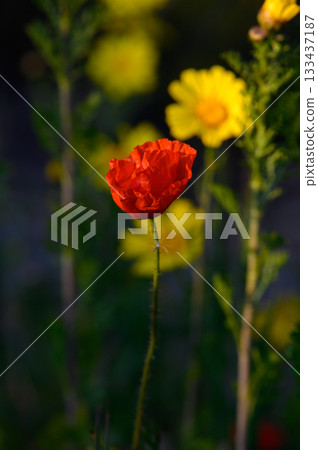 Bright poppy stands out in vibrant flower garden during late afternoon sunlight Bright poppy stands out in vibrant flower garden during late afternoon sunlight 133437187