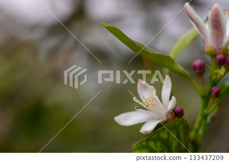 Delicate citrus blossoms emerging in a sunlit garden during springtime, revealing nature's artistry in vibrant hues and tender beauty 133437209