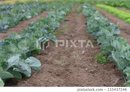 Rows of vibrant cabbage plants thriving in an open field with a light breeze under a clear sky Rows of vibrant cabbage plants thriving in an open field with a light breeze under a clear sky 133437246
