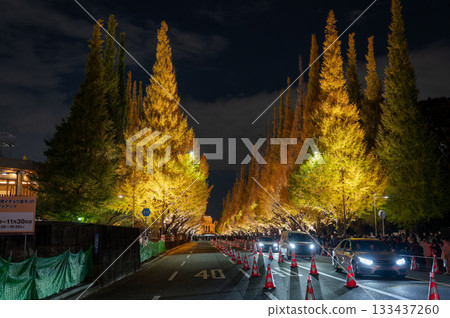 Illuminated ginkgo trees at night and autumn tourists 133437260