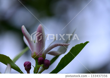 Delicate blossoms emerge amidst lush greenery in a tranquil garden at dawn Delicate blossoms emerge amidst lush greenery in a tranquil garden at dawn 133437356