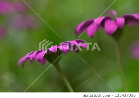 Vibrant purple blooms sway gently in the breeze under a clear summer sky in a tranquil garden setting 133437386