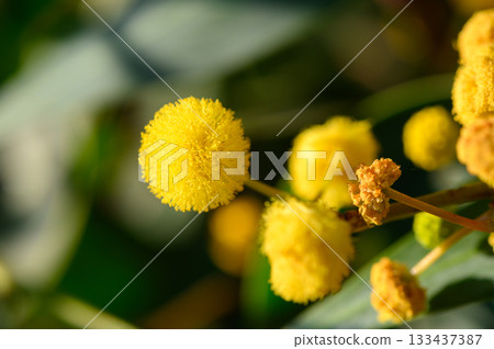 Beautiful clusters of vibrant yellow blossoms showcasing nature's artistry under warm sunlight in a lush garden during late afternoon Beautiful clusters of vibrant yellow blossoms showcasing nature's artistry under warm sunlight in a lush garden during late afternoon 133437387