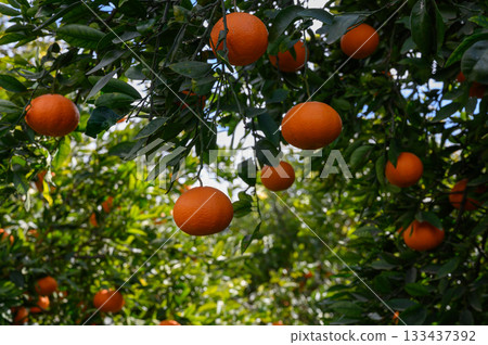 Ripening oranges hang low under a bright blue sky in a vibrant orchard, showcasing nature's bounty during the harvest season Ripening oranges hang low under a bright blue sky in a vibrant orchard, showcasing nature's bounty during the harvest season 133437392