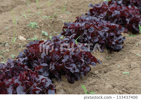 Vibrant red lettuce thriving in the warm sun on an organic farm in early summer 133437400