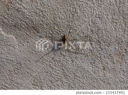 A delicate spider navigates the textured surface of a sunlit wall at mid-afternoon 133437401