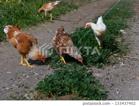 Chickens foraging in a lush green garden path on a sunny day, showcasing a blend of vibrant feathers and natural surroundings 133437402