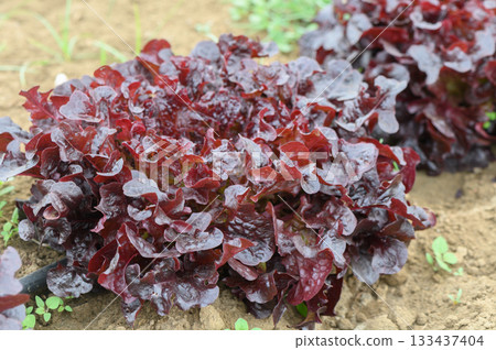 Vibrant red lettuce thriving in a sunlit garden during late spring, showcasing nature's bountiful harvest Vibrant red lettuce thriving in a sunlit garden during late spring, showcasing nature's bountiful harvest 133437404