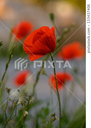 Bright red poppies dance in the gentle breeze under a soft golden light in a serene garden setting 133437406