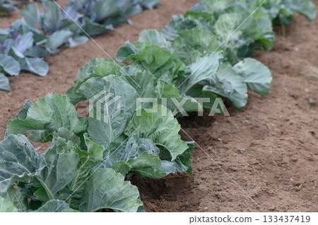 Vibrant cabbage plants thriving in a lush garden plot under a clear sky during late spring 133437419