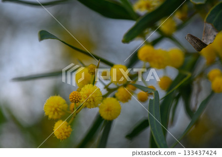 Vibrant yellow blooms dance in the gentle breeze under the warm afternoon sun in a lush garden setting 133437424