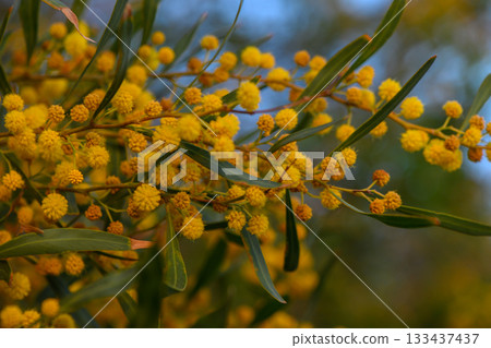 Vibrant yellow blooms capture sunlight in a serene garden during a tranquil afternoon in late spring Vibrant yellow blooms capture sunlight in a serene garden during a tranquil afternoon in late spring 133437437