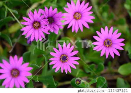 Vibrant purple flowers blooming in a lush garden under bright sunlight in the heart of spring Vibrant purple flowers blooming in a lush garden under bright sunlight in the heart of spring 133437551