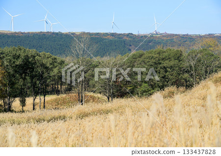 Akita Prefecture: Akita Prefecture's Top 100 Grassland Villages: Fuyushi Marshland covered in Japanese silver grass in autumn and a cluster of windmills on the plateau in the distance 133437828