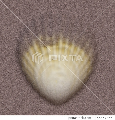 Single scallop shell rests under the summer sun on light-colored sand, viewed from above. 133437866