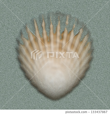 Single scallop shell rests under the summer sun on light-colored sand, viewed from above. 133437867