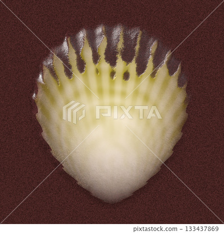Single scallop shell rests under the summer sun on light-colored sand, viewed from above. Single scallop shell rests under the summer sun on light-colored sand, viewed from above. 133437869