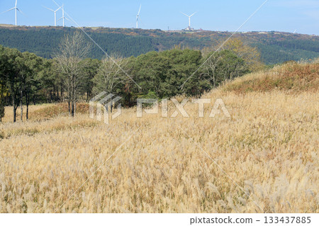 Akita Prefecture: Akita Prefecture's Top 100 Grassland Villages: Fuyushi Marshland covered in Japanese silver grass in autumn and a cluster of windmills on the plateau in the distance Akita Prefecture: Akita Prefecture's Top 100 Grassland Villages: Fuyushi Marshland covered in Japanese silver grass in autumn and a cluster of windmills on the plateau in the distance 133437885