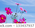 Cosmos and blue sky 133437937