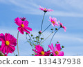 Cosmos and blue sky 133437938