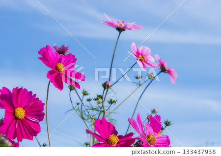 Cosmos and blue sky Cosmos and blue sky 133437938