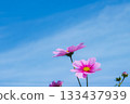 Cosmos and blue sky 133437939