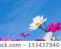 Cosmos and blue sky 133437940