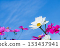 Cosmos and blue sky 133437941