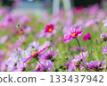  Cosmos field 133437942