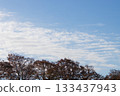 Namiki and blue sky 133437943