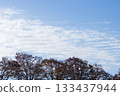 Namiki and blue sky 133437944