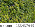 Fence Texture 133437945
