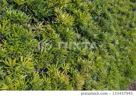 Fence Texture 133437945