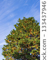 Red pines turning red and blue skies 133437946