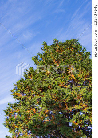 Red pines turning red and blue skies Red pines turning red and blue skies 133437946