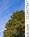 Red pines turning red and blue skies 133437947