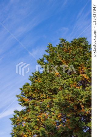 Red pines turning red and blue skies Red pines turning red and blue skies 133437947