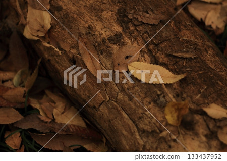 深秋的足跡 深秋的足跡 133437952