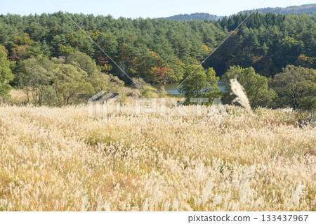 Winter Marshland covered with Japanese pampas grass in autumn, Akita Prefecture 133437967