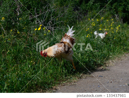 Colorful rooster explores a lush meadow filled with wildflowers during a sunny afternoon stroll Colorful rooster explores a lush meadow filled with wildflowers during a sunny afternoon stroll 133437981
