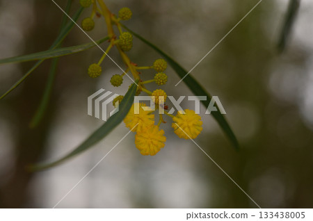 Bright yellow blossoms peek through delicate green leaves in a serene natural setting under soft sunlight 133438005