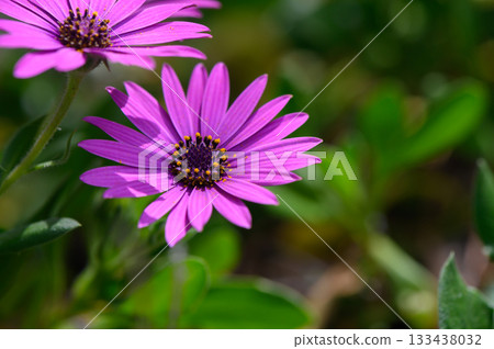 Blooming purple daisies dancing in the warm sunlight, capturing the essence of spring in a vibrant garden landscape 133438032