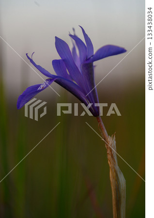 Purple wildflower blooms elegantly under soft evening light in a serene meadow, capturing nature's delicate beauty and tranquility 133438034