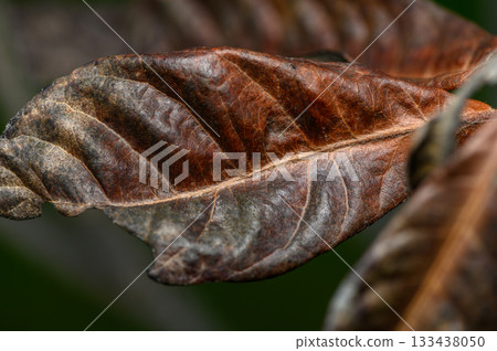 Detailed macro shot of a weathered leaf displaying rich textures and colors in a natural setting 133438050