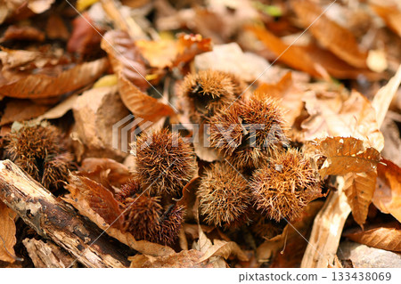 森林裡掉落的栗子 森林裡掉落的栗子 133438069