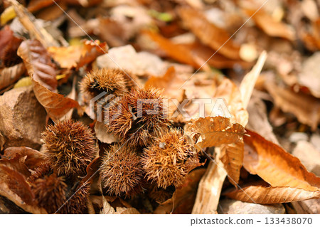 森林裡掉落的栗子 森林裡掉落的栗子 133438070